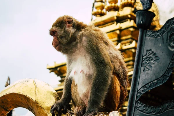 Kathmandu Nepal Augustus 2018 Weergave Van Aap Bij Tempel Van — Stockfoto