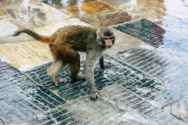 Kathmandu Nepal Sierpień 2018 Widok Małpa Świątyni Małp Okolicy Swayambhunath — Zdjęcie stockowe