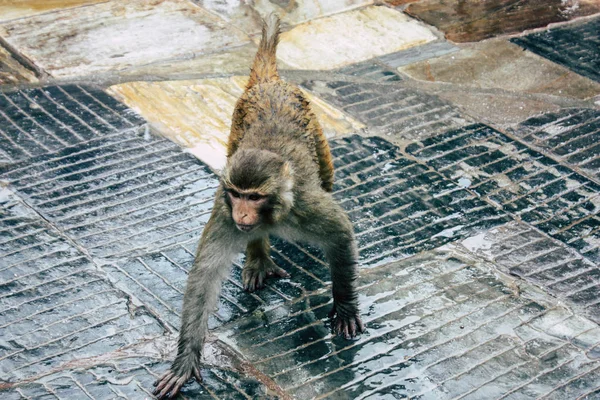 Katmandou Népal Août 2018 Vue Singe Temple Singe Swayambhunath Katmandou — Photo