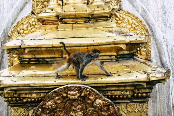 Katmandou Népal Août 2018 Vue Singe Temple Singe Swayambhunath Katmandou — Photo