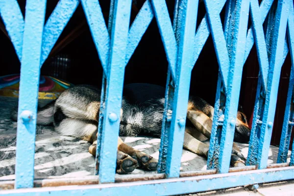Κατμαντού Νεπάλ Αυγούστου 2018 Προβολή Του Abondoned Σκύλου Στο Μαϊμού — Φωτογραφία Αρχείου