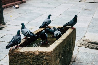 Katmandu Nepal 24 Ağustos 2018 Shree Gha Stupa tapınak uçan güvercinler görünümünü bulunan Naghal bölgesinde sabah Kathmandu Thamel ve Durbar Meydanı arasında