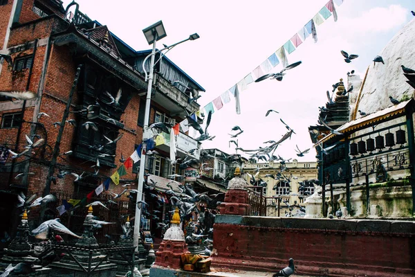 Kathmandu Nepál Augusztus 2018 Ban Galambok Repülő Körül Shree Gha — Stock Fotó