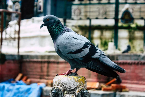 Kathmandu Nepal Sierpień 2018 Widok Gołębie Latające Wokół Świątyni Stupa — Zdjęcie stockowe