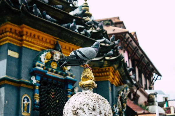 Kathmandu Nepal Agosto 2018 Vista Pombos Voando Redor Templo Shree — Fotografia de Stock