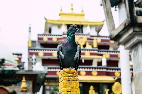 Kathmandu Nepal Agosto 2018 Vista Pombos Voando Redor Templo Shree — Fotografia de Stock