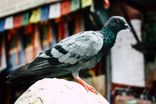 Kathmandu Nepal Sierpień 2018 Widok Gołębie Latające Wokół Świątyni Stupa — Zdjęcie stockowe