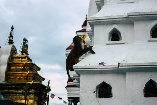 Катманду Непал Серпня 2018 Вигляд Храму Угорі Мавпи Храмі Swayambhunath — стокове фото