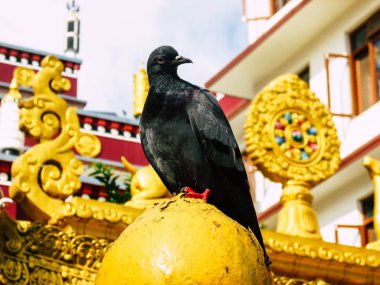Katmandu Nepal 31 Ağustos 2018 Closeup bir stupa Swayambhunath alanda Kathmandu üstündeki akşam poz bir güvercin