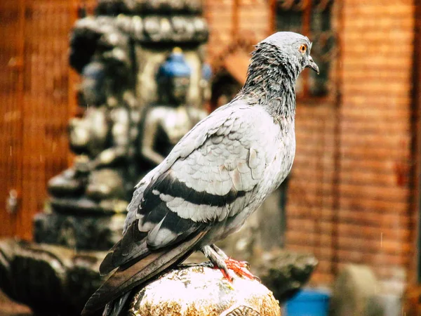 Kathmandu Nepál Augusztus 2018 Ban Egy Galamb Jelentő Tetején Sztúpa — Stock Fotó