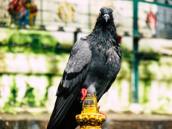 Kathmandu Nepal Sierpień 2018 Zbliżenie Gołębia Pozowanie Górze Stupa Obszarze — Zdjęcie stockowe