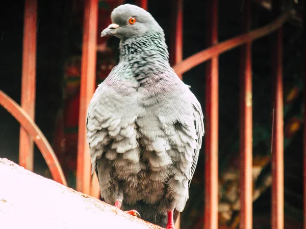 Kathmandu Nepál Augusztus 2018 Ban Egy Galamb Jelentő Tetején Sztúpa — Stock Fotó