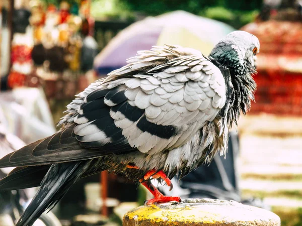 Kathmandu Nepal Sierpień 2018 Zbliżenie Gołębia Pozowanie Górze Stupa Obszarze — Zdjęcie stockowe