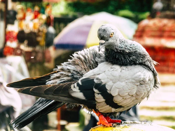 Kathmandu Nepal Sierpień 2018 Zbliżenie Gołębia Pozowanie Górze Stupa Obszarze — Zdjęcie stockowe