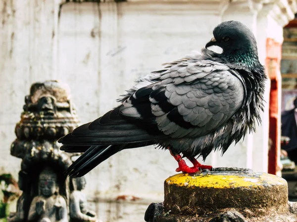 Kathmandu Nepal Sierpień 2018 Zbliżenie Gołębia Pozowanie Górze Stupa Obszarze — Zdjęcie stockowe