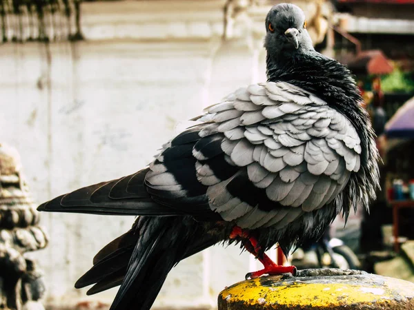 Kathmandu Nepal Sierpień 2018 Zbliżenie Gołębia Pozowanie Górze Stupa Obszarze — Zdjęcie stockowe