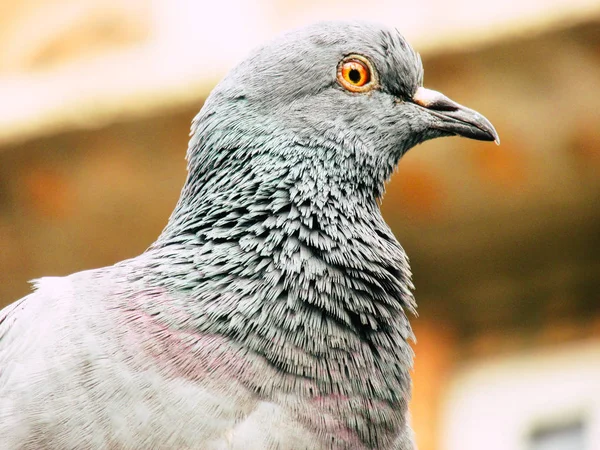 Katmandou Népal Août 2018 Gros Plan Pigeon Posant Sommet Stupa — Photo