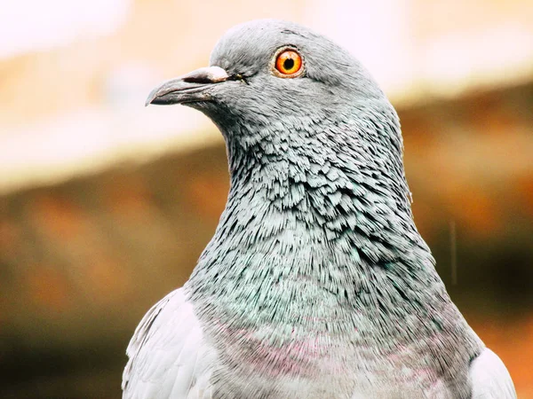 Kathmandu Nepál Augusztus 2018 Ban Egy Galamb Jelentő Tetején Sztúpa — Stock Fotó