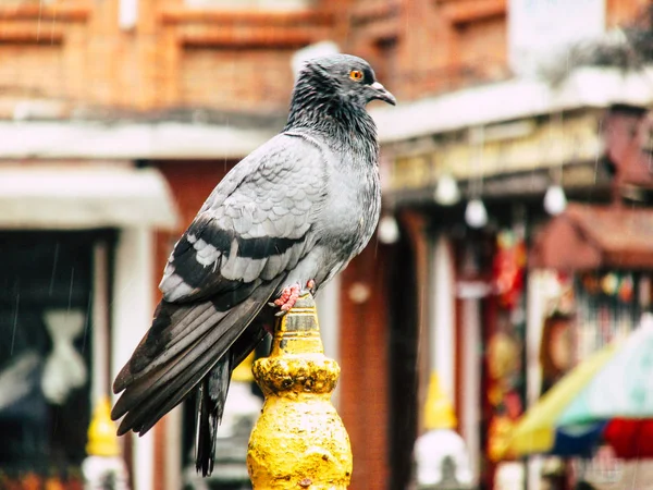 Kathmandu Nepal Sierpień 2018 Zbliżenie Gołębia Pozowanie Górze Stupa Obszarze — Zdjęcie stockowe