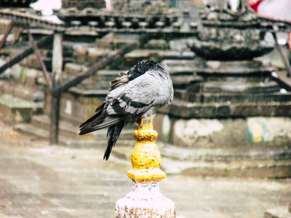 加德满都尼泊尔2018年8月31日晚上在加德满都 Swayambhunath 地区的一只鸽子在佛塔顶部特写 — 图库照片