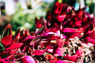 Pokhara Nepal 21 Eylül 2018 bitkiler ve Nepal doğa görünümü