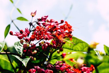 Pokhara Nepal 21 Eylül 2018 bitkiler ve Nepal doğa görünümü