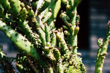 Pokhara Nepal 21 Eylül 2018 bitkiler ve Nepal doğa görünümü