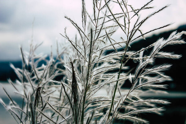 Pokhara Nepal September 21, 2018 View of plants and nature from Nepal