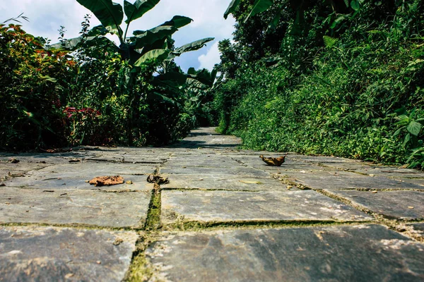 Pokhara Nepal Setembro 2018 Vista Das Plantas Natureza Nepal — Fotografia de Stock