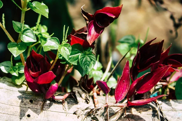 ネパール ポカラ 2018 日観植物とネパールから自然 — ストック写真