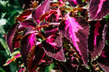 Pokhara Nepal 21 Eylül 2018 bitkiler ve Nepal doğa görünümü