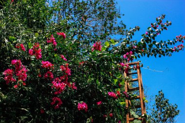 Pokhara Nepal 21 Eylül 2018 bitkiler ve Nepal doğa görünümü