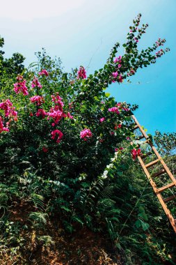 Pokhara Nepal 21 Eylül 2018 bitkiler ve Nepal doğa görünümü