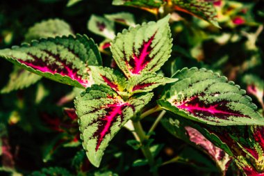 Pokhara Nepal 21 Eylül 2018 bitkiler ve Nepal doğa görünümü