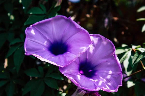 Pokhara Nepal Setembro 2018 Vista Das Plantas Natureza Nepal — Fotografia de Stock