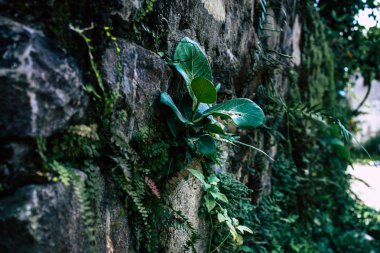 25 Eylül 2018 Pokhara Nepal Pokhara ormanda bir yoldaki görünümünü hills Nepal