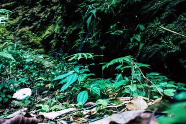 25 Eylül 2018 Pokhara Nepal Pokhara ormanda bir yoldaki görünümünü hills Nepal