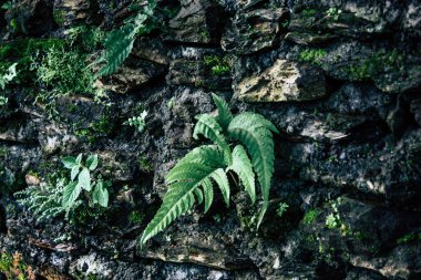 25 Eylül 2018 Pokhara Nepal Pokhara ormanda bir yoldaki görünümünü hills Nepal