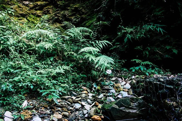 Pokhara Népal Septembre 2018 Vue Sentier Dans Jungle Dans Les — Photo