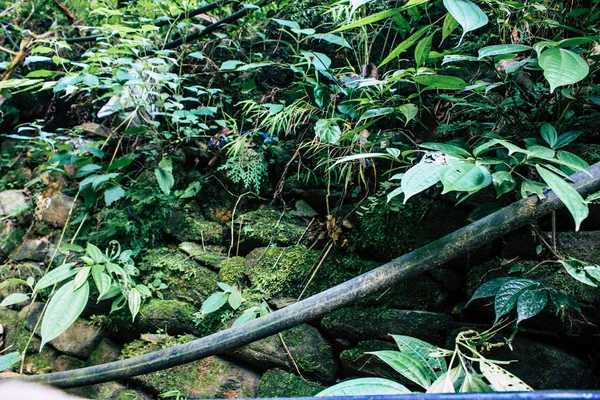 2018 포카라 포카라의 정글에서 경로의 — 스톡 사진