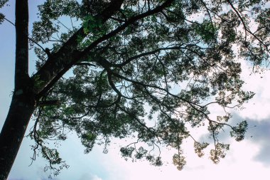 25 Eylül 2018 Pokhara Nepal Pokhara ormanda ağaçlarda görünümünü hills Nepal