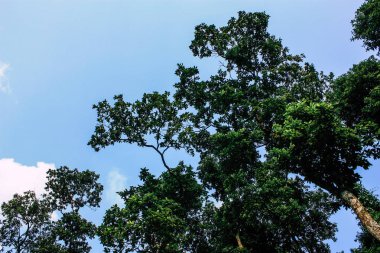 25 Eylül 2018 Pokhara Nepal Pokhara ormanda ağaçlarda görünümünü hills Nepal