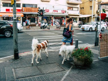 Tel Aviv İsrail 28 Eylül 2018 Tel Aviv sokakta köpeklerle öğleden sonra yürüyen bilinmeyen İsrailli kadın görünümünü