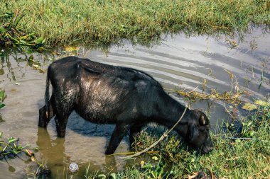 Nepal Pokhara 6 Ekim 2018 görüntülemek bir genç bufalo çim açık yemek Pokhara Phewa Gölü sabah