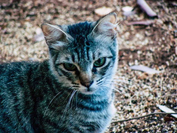 Vista Gato Abandonado Las Calles Jerusalén Israel —  Fotos de Stock