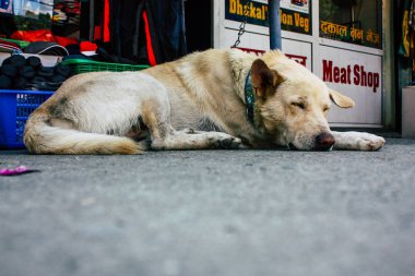 Pokhara 12 Ekim 2018 Nepal Pokhara sokakta, öğleden sonra uyuyan bir köpek görünümünü