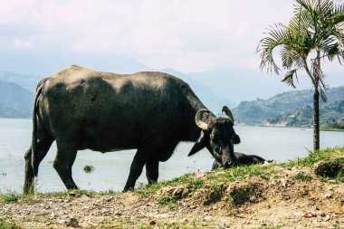 Nepal Pokhara 12 Ekim 2018 görüntülemek bir bufalo çim açık yemek göle Pokhara öğle