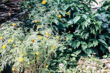 Renkli çiçek Bandipur Nepal closeup