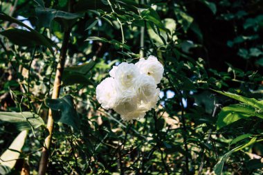 Renkli çiçek Bandipur Nepal closeup
