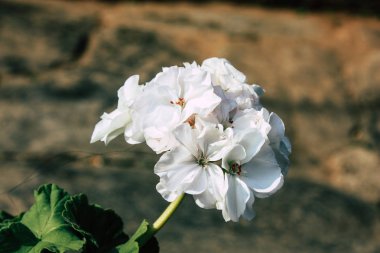 Renkli çiçek Bandipur Nepal closeup